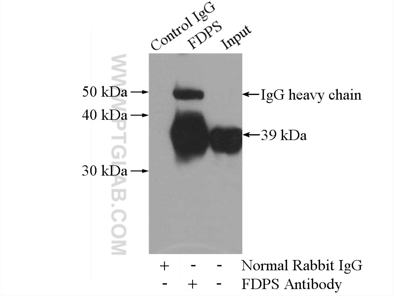 FDPS Polyclonal antibody