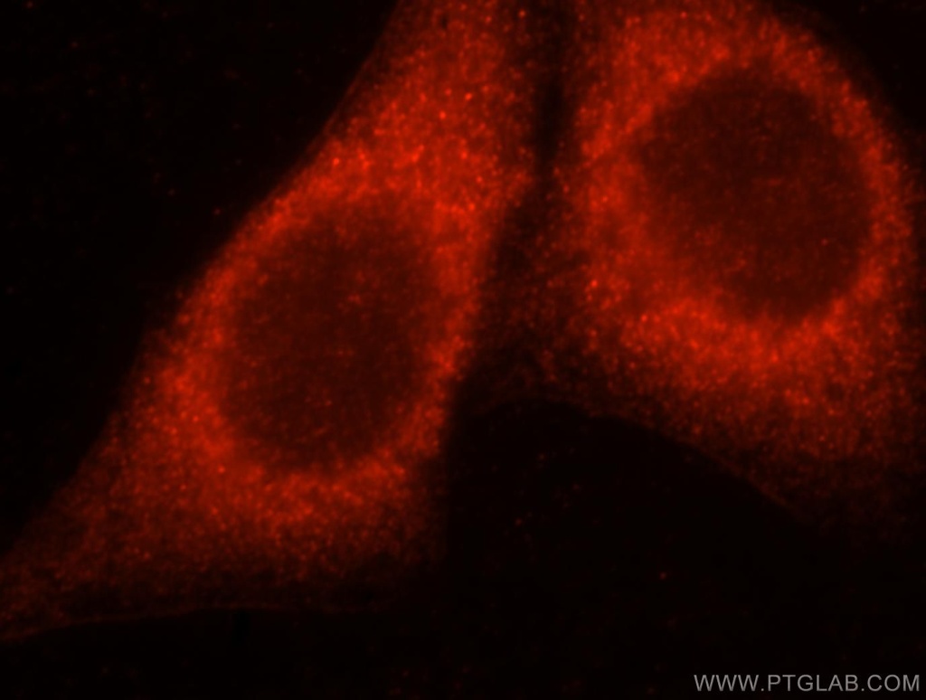CAB39L Polyclonal antibody
