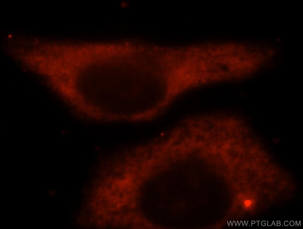 BAG1L-specific Polyclonal antibody