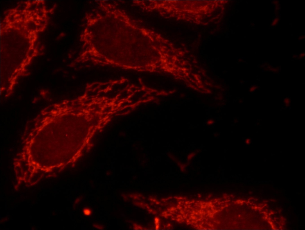 Lin28B-specific Polyclonal antibody