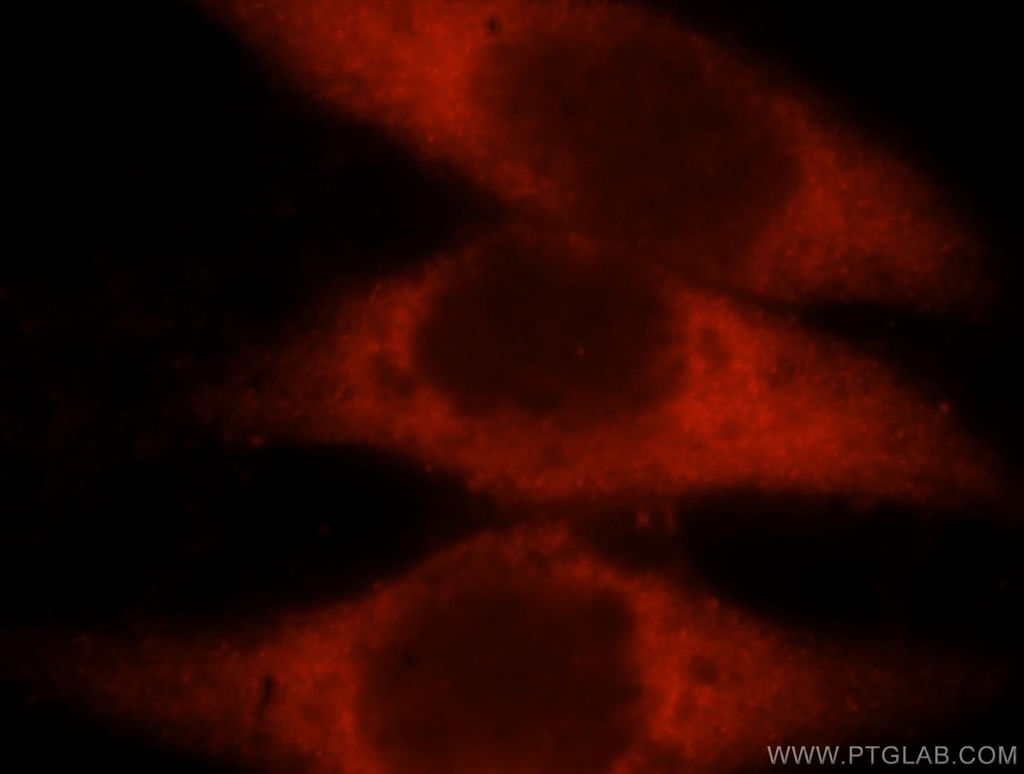 LDHAL6A Polyclonal antibody