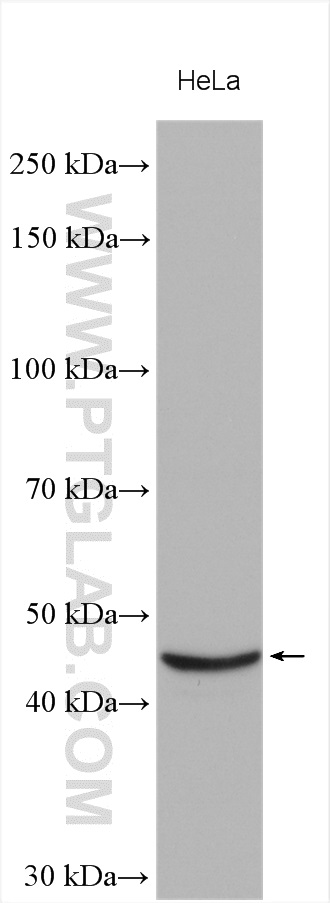 STK32A Polyclonal antibody