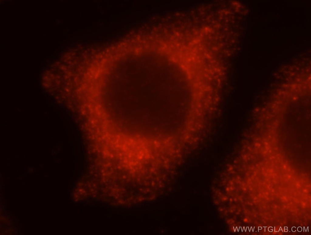 PRKCDBP Polyclonal antibody