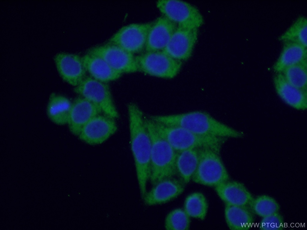 G3BP2 Polyclonal antibody