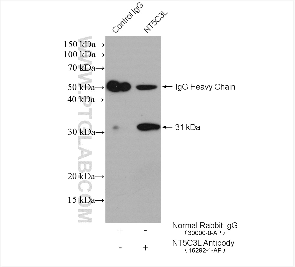 NT5C3L Polyclonal antibody