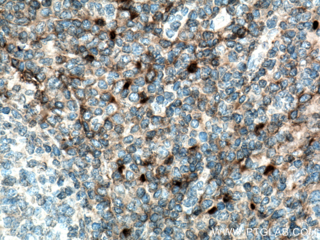 CD157 Polyclonal antibody