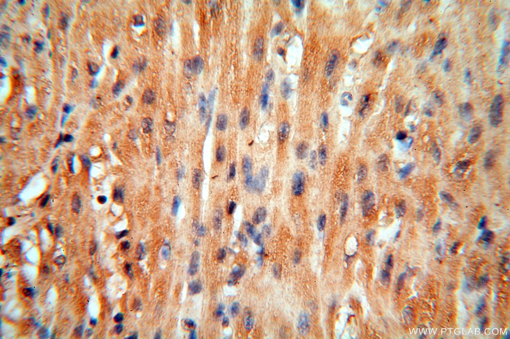 cyclin I Polyclonal antibody