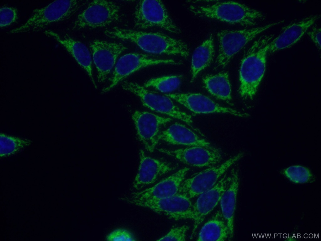 FZR1 Polyclonal antibody