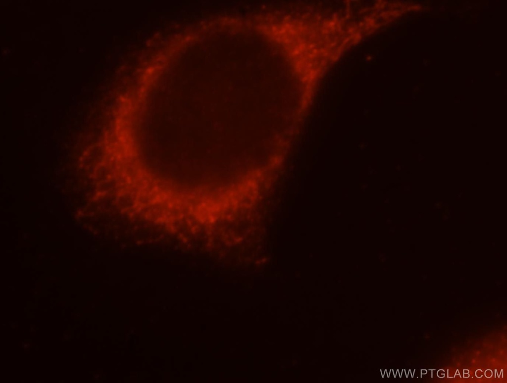 PIGO Polyclonal antibody