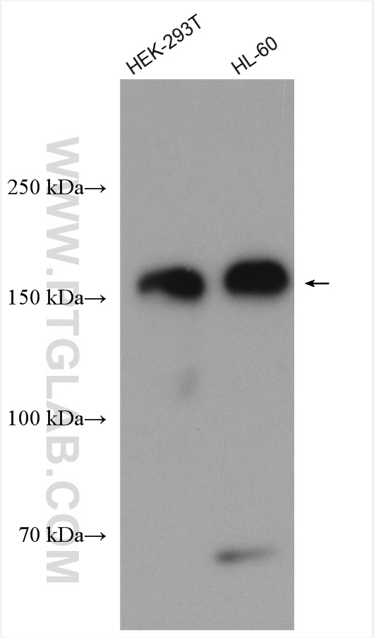 WAPL; WAPAL Polyclonal antibody