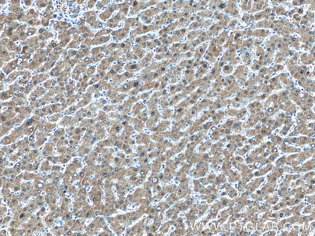 GMPS Polyclonal antibody
