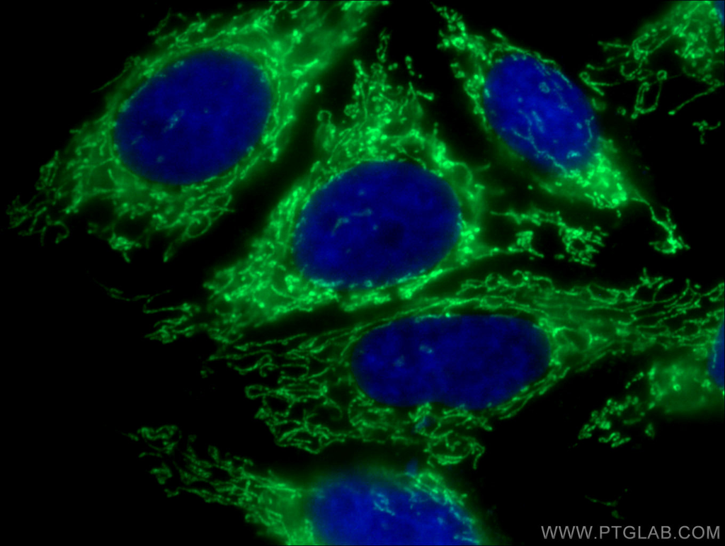MRPS28 Polyclonal antibody