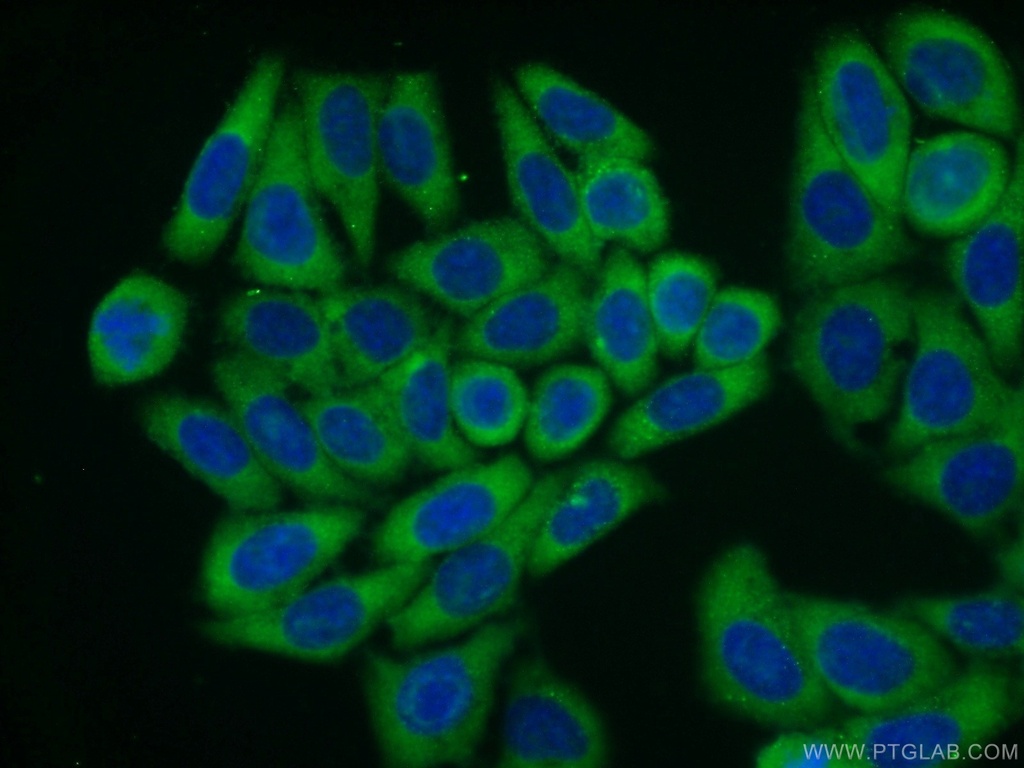 RPL23A Polyclonal antibody