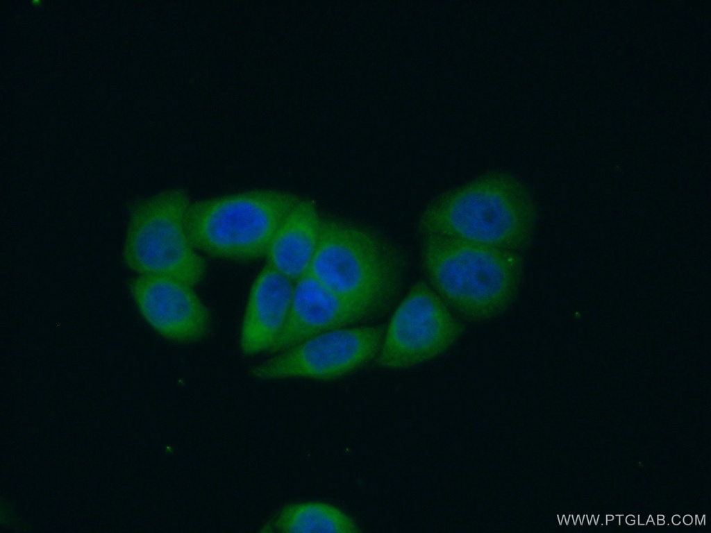 RIN1 Polyclonal antibody