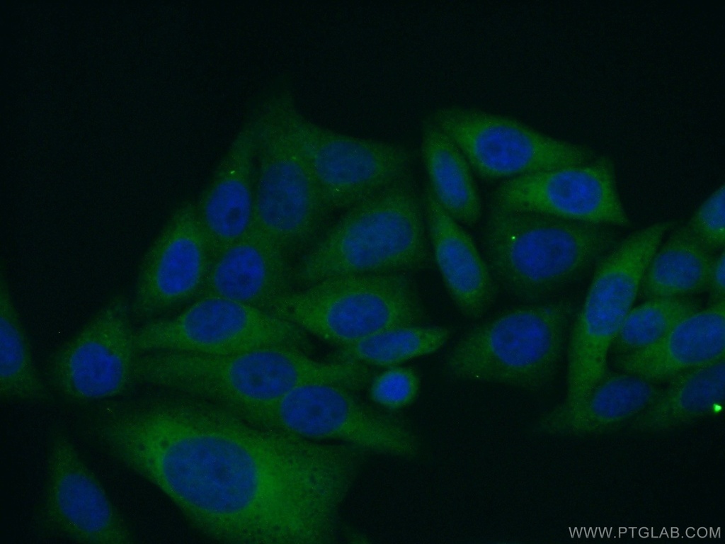 MOCOS Polyclonal antibody