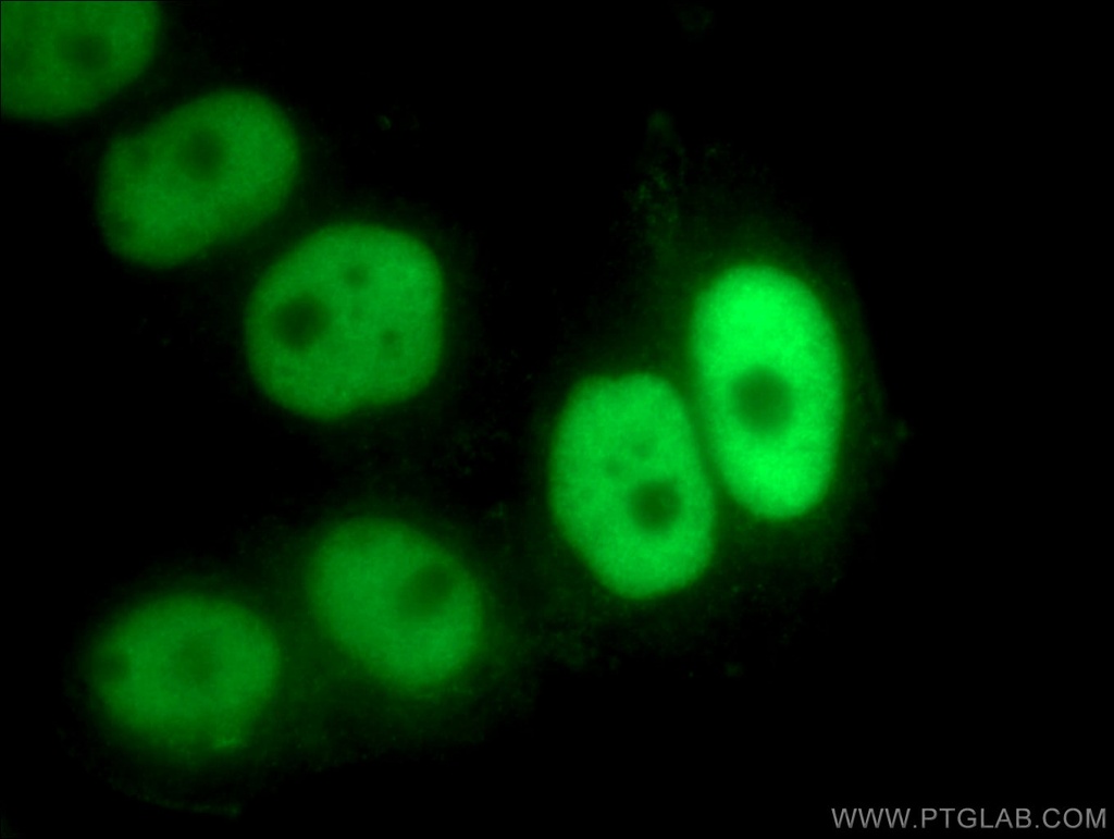 NFIC Polyclonal antibody