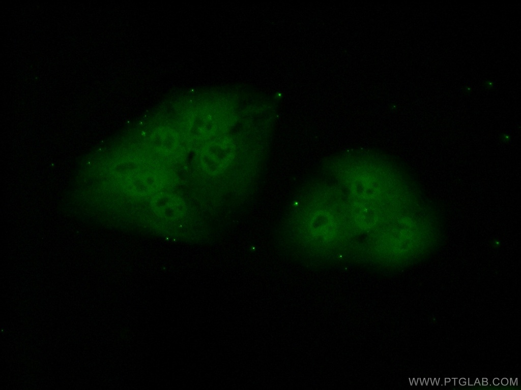 POLR2J Polyclonal antibody