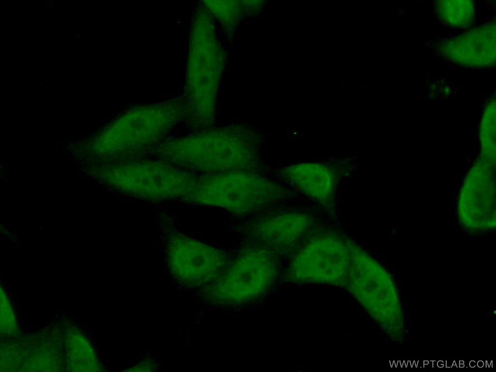 POLR3H Polyclonal antibody