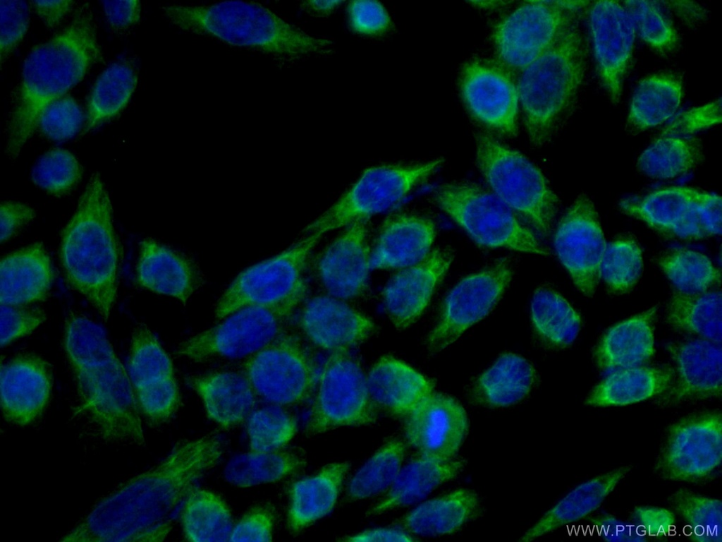 NDUFA4L2 Polyclonal antibody