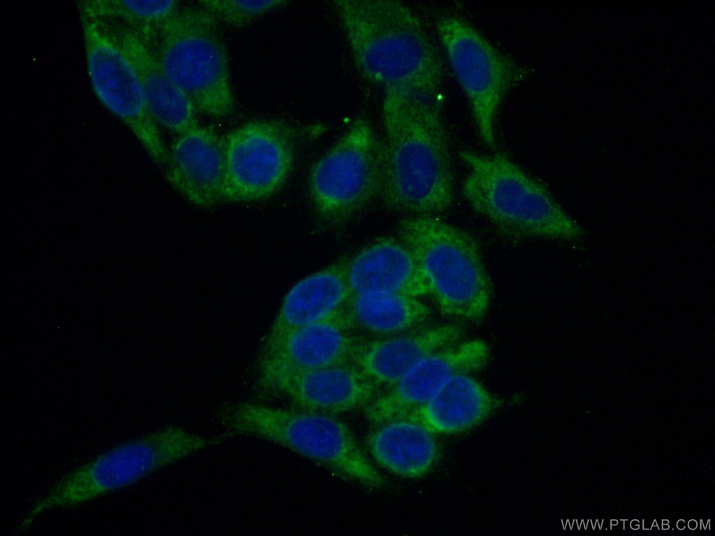 RPL26L1 Polyclonal antibody