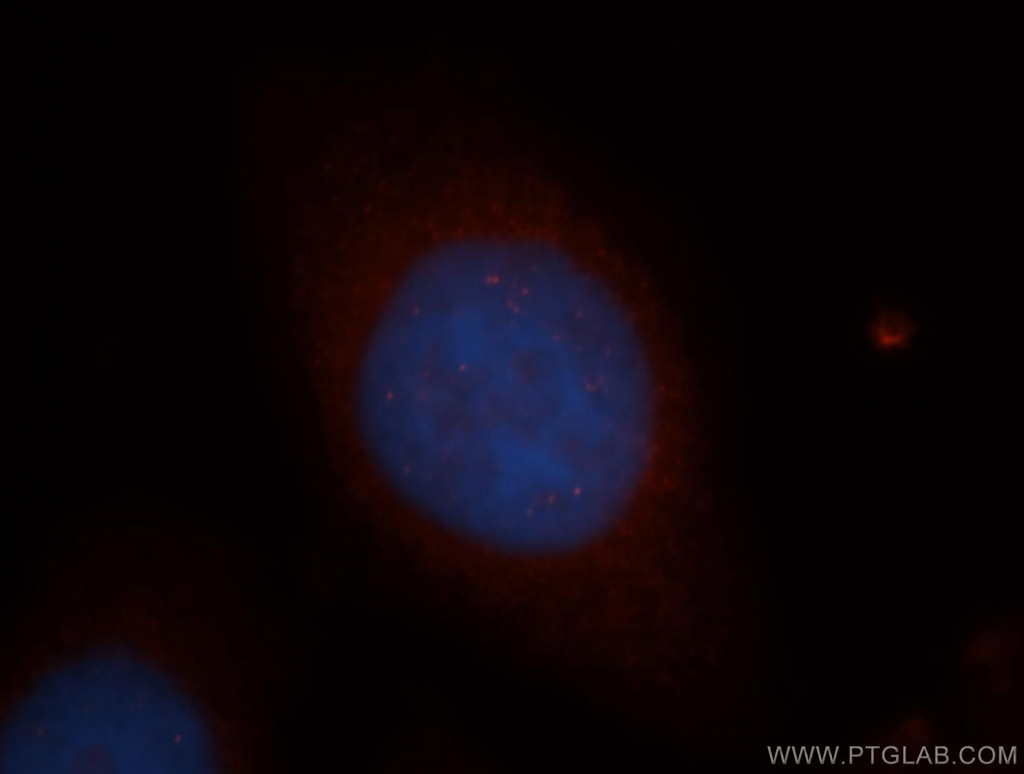 NGDN Polyclonal antibody