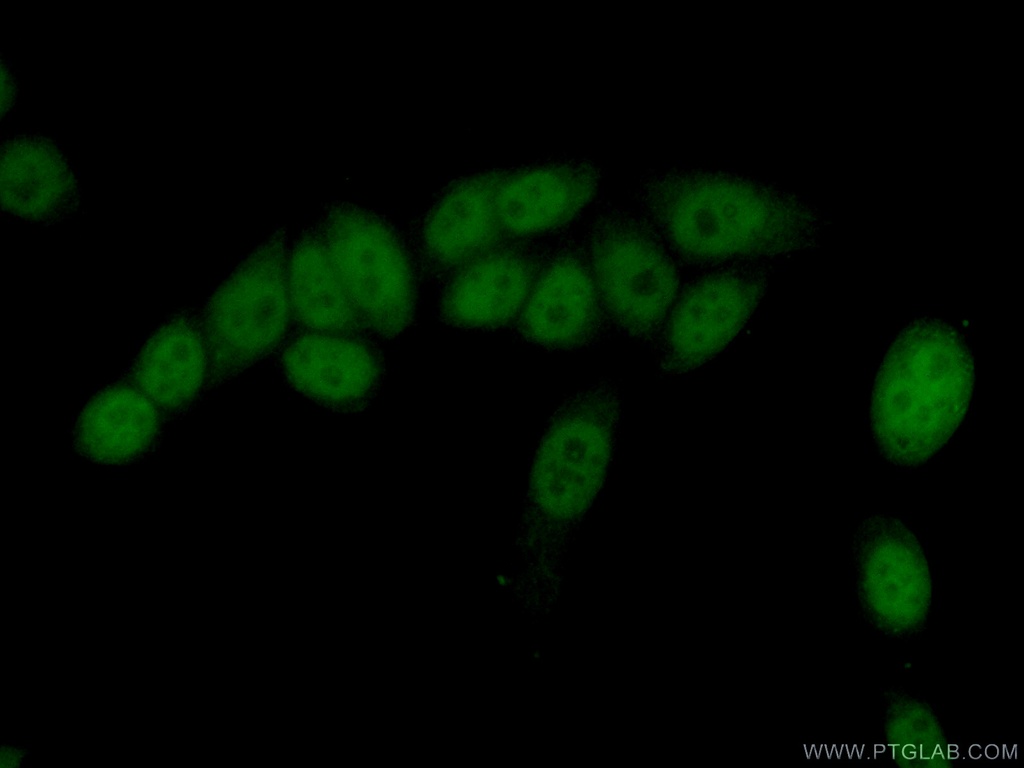 COPS7A Polyclonal antibody