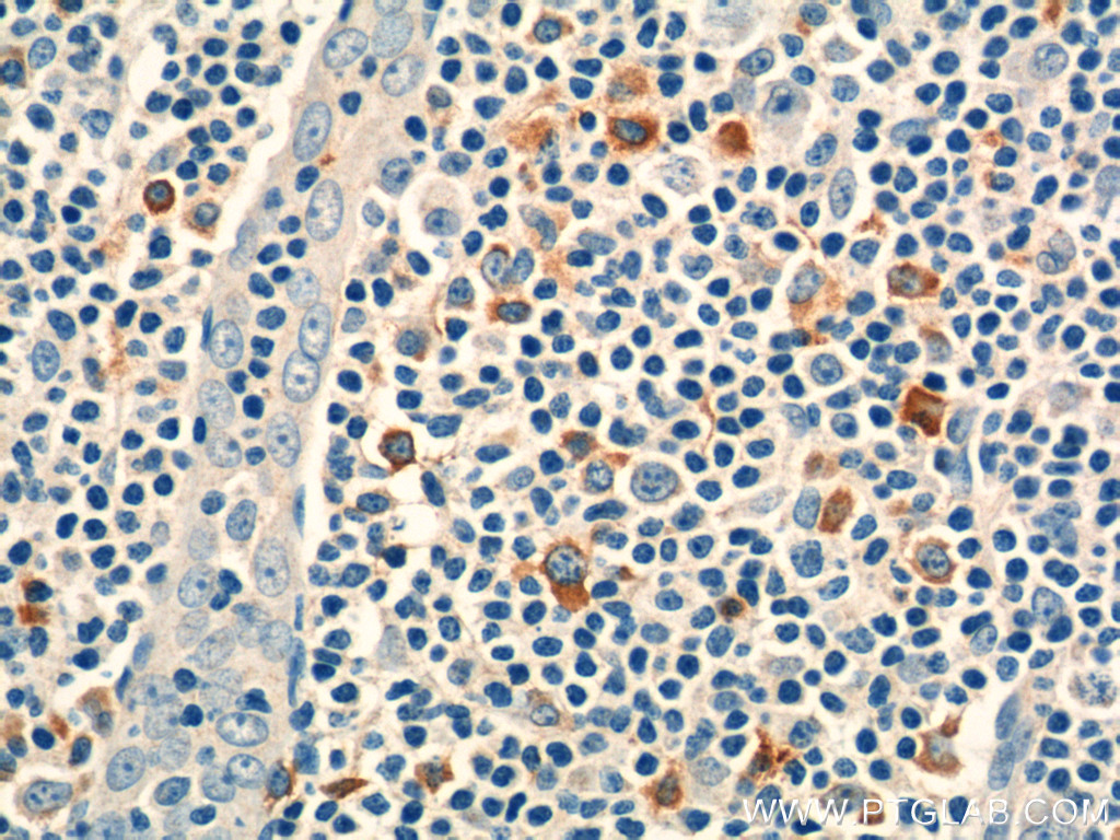 CD244 Polyclonal antibody