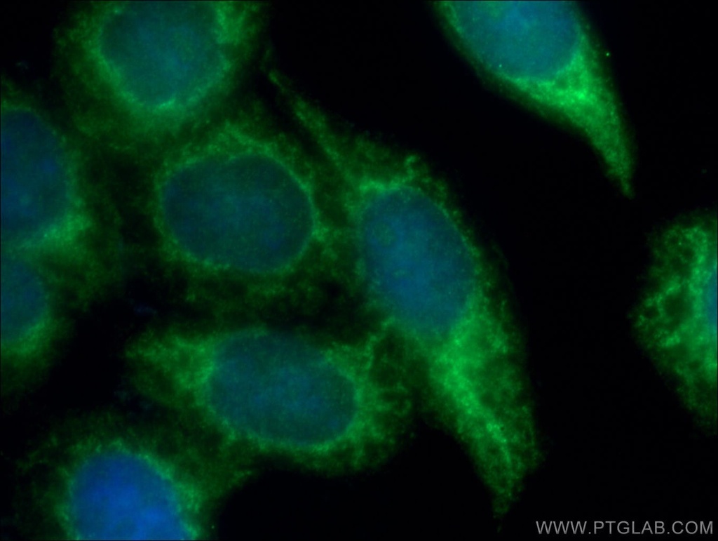 CRK Polyclonal antibody