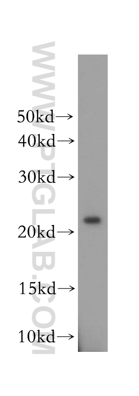 OBFC2A Polyclonal antibody