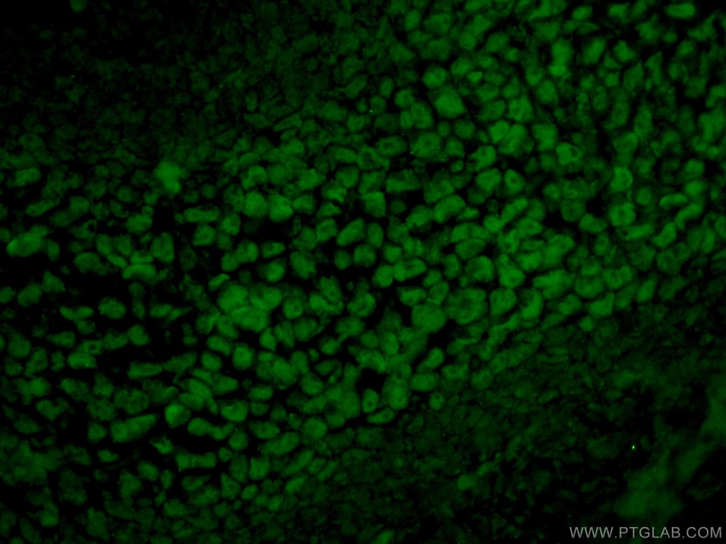 SOX15 Polyclonal antibody