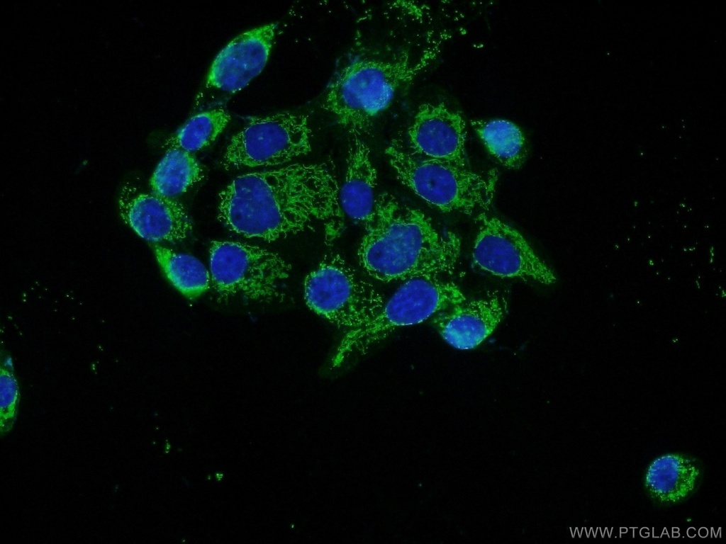 RAB11FIP1 Polyclonal antibody