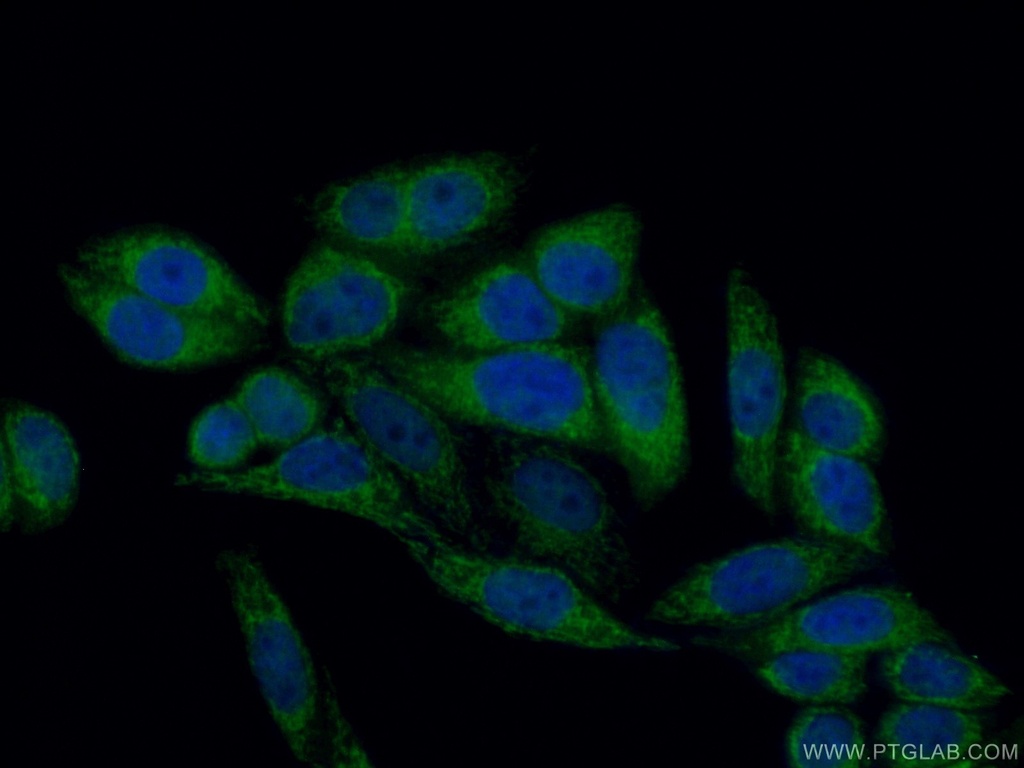 THEM2 Polyclonal antibody