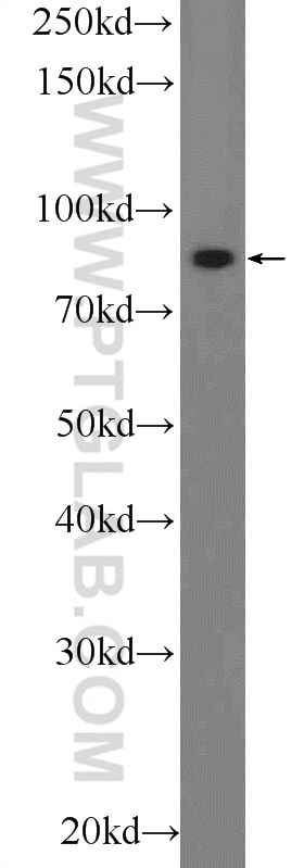 PLCD3 Polyclonal antibody