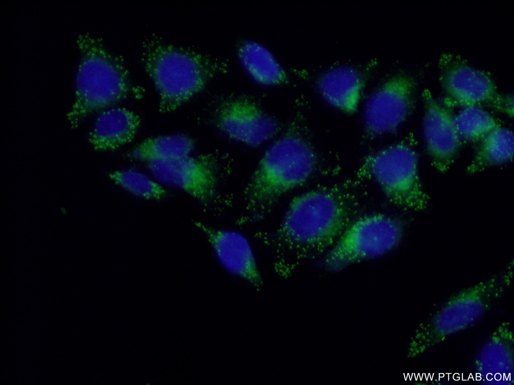 LITAF Polyclonal antibody