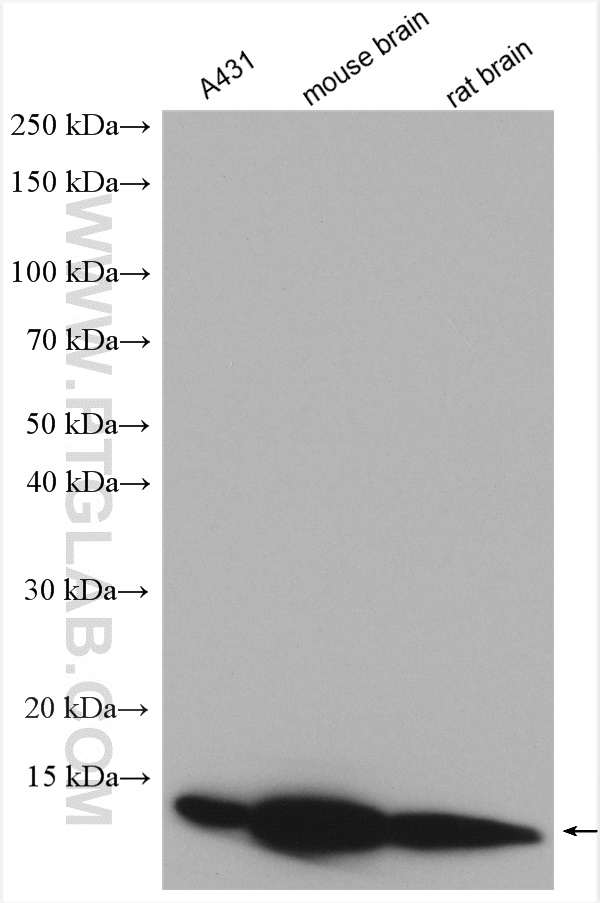 DYNLL2 Polyclonal antibody