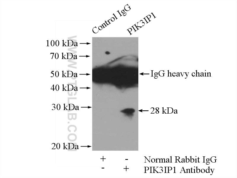 PIK3IP1 Polyclonal antibody