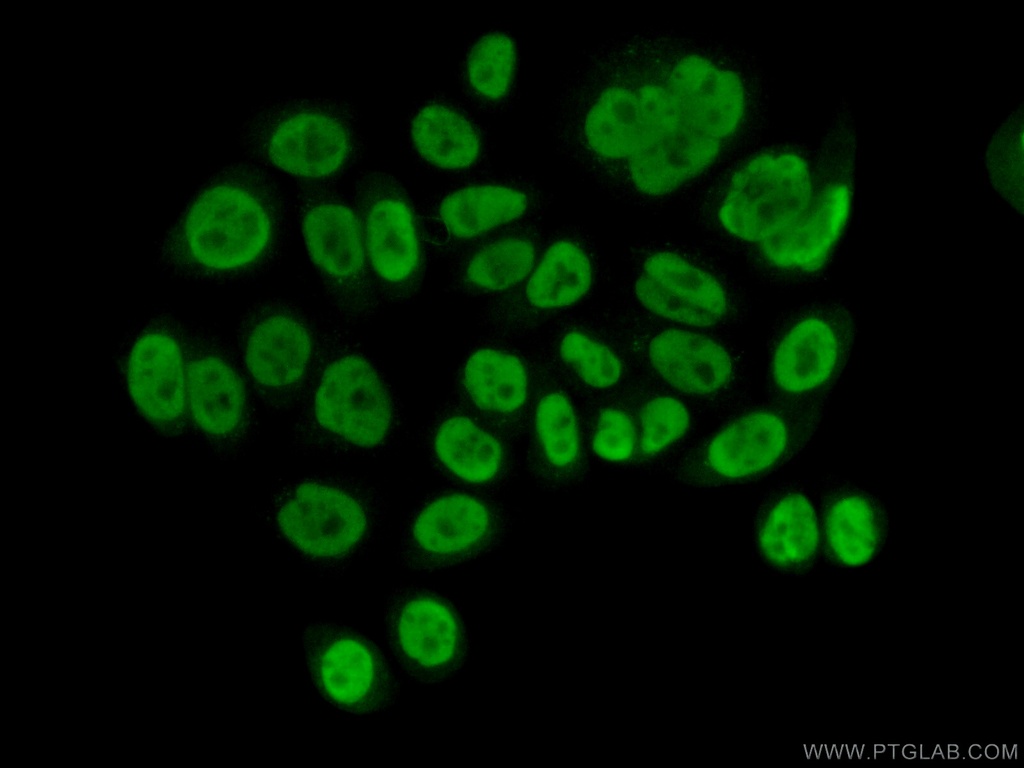 NIP30 Polyclonal antibody