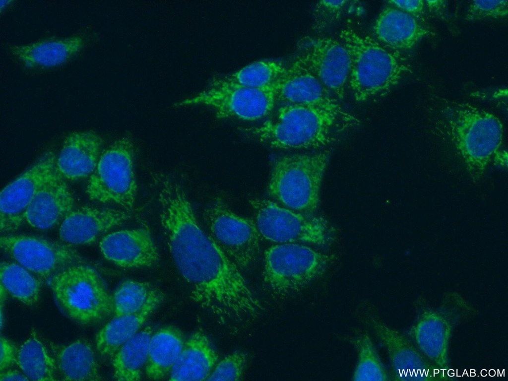 FMO5-specific Polyclonal antibody