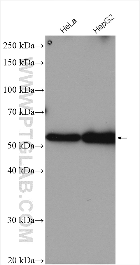 UBR7 Polyclonal antibody