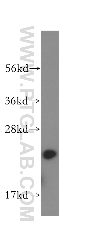 Calcyphosine Polyclonal antibody