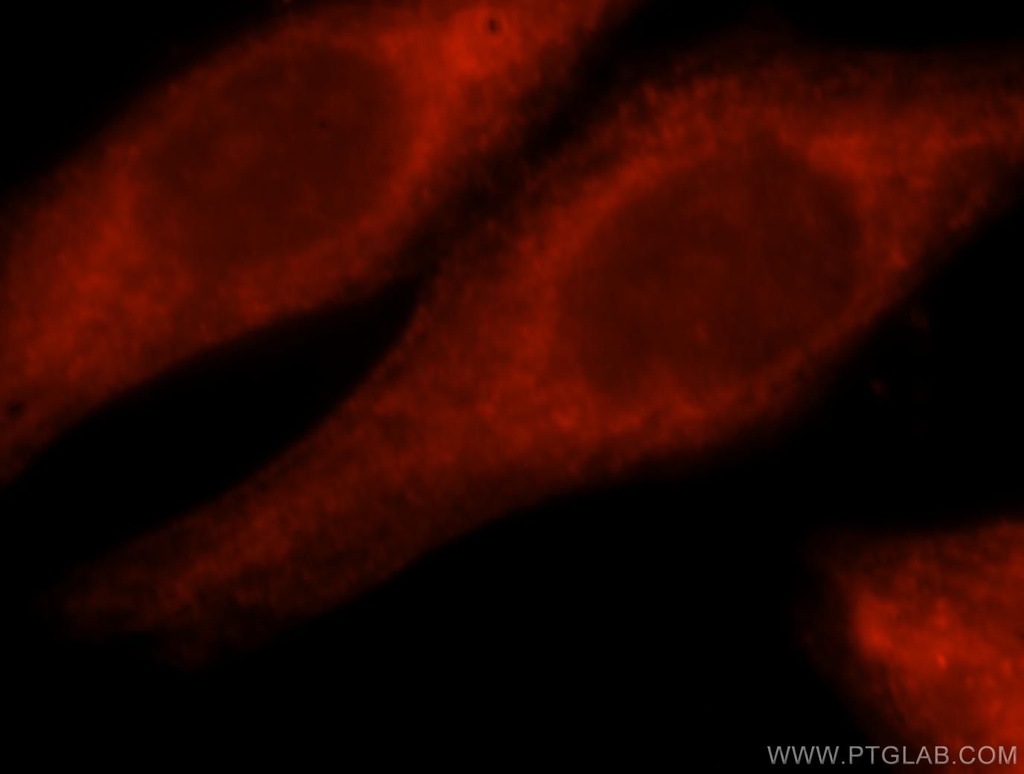 RNF10 Polyclonal antibody