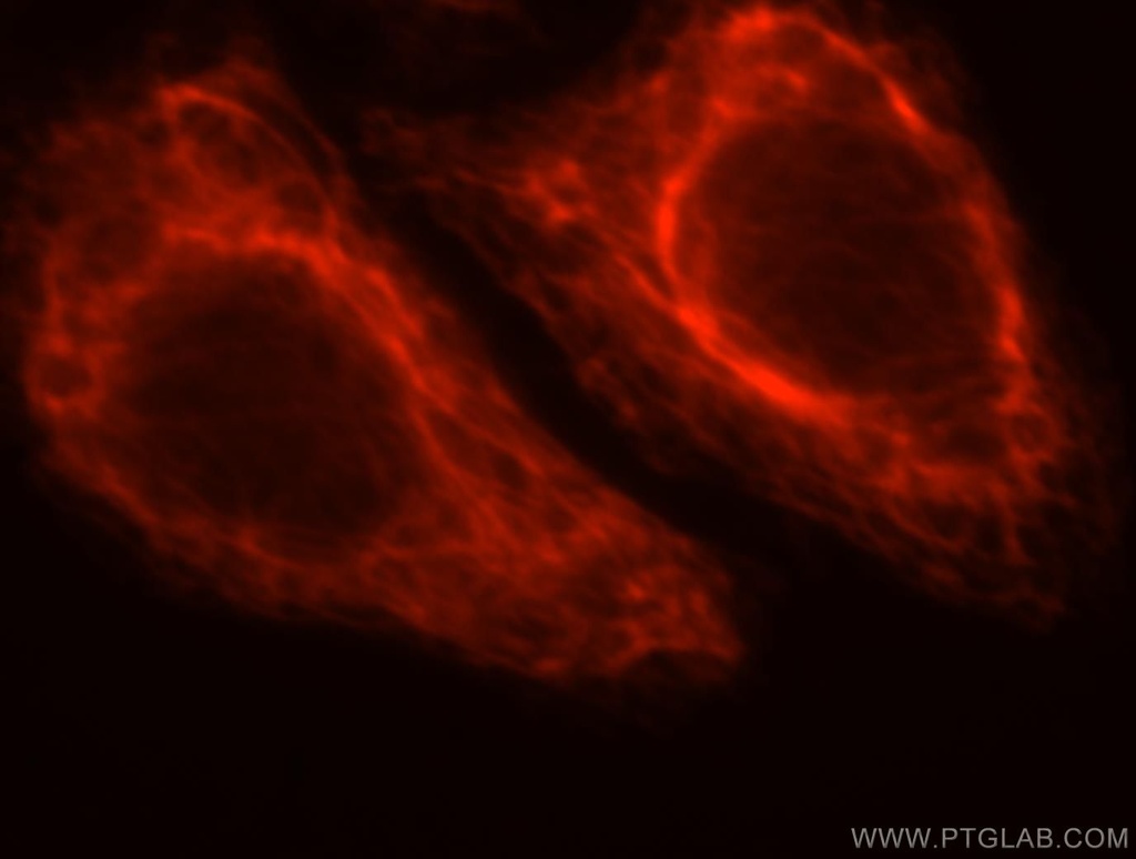 PDRG1 Polyclonal antibody