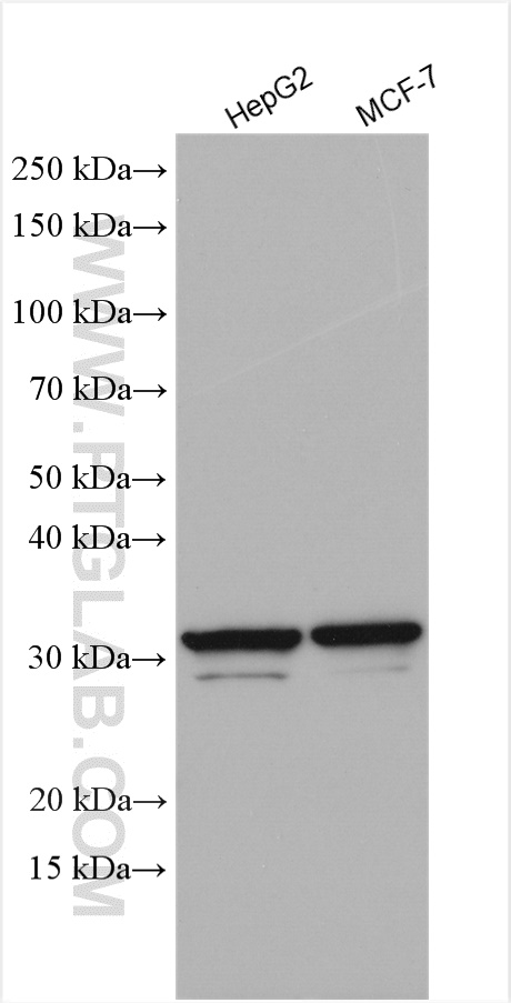 RPL8 Polyclonal antibody