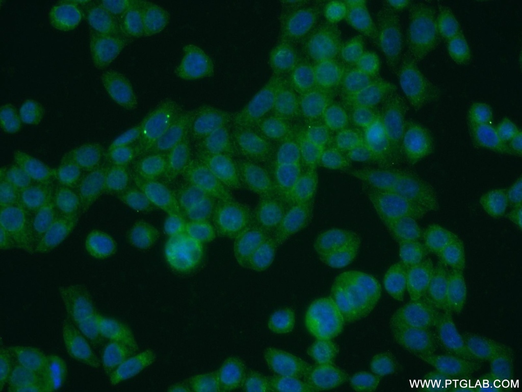 UFSP2 Polyclonal antibody