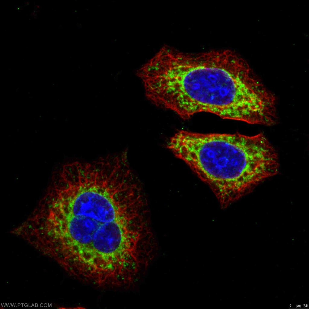 MRPS15 Polyclonal antibody