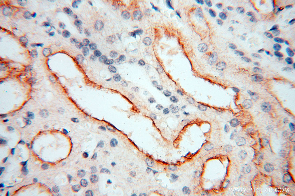 GPR132 Polyclonal antibody