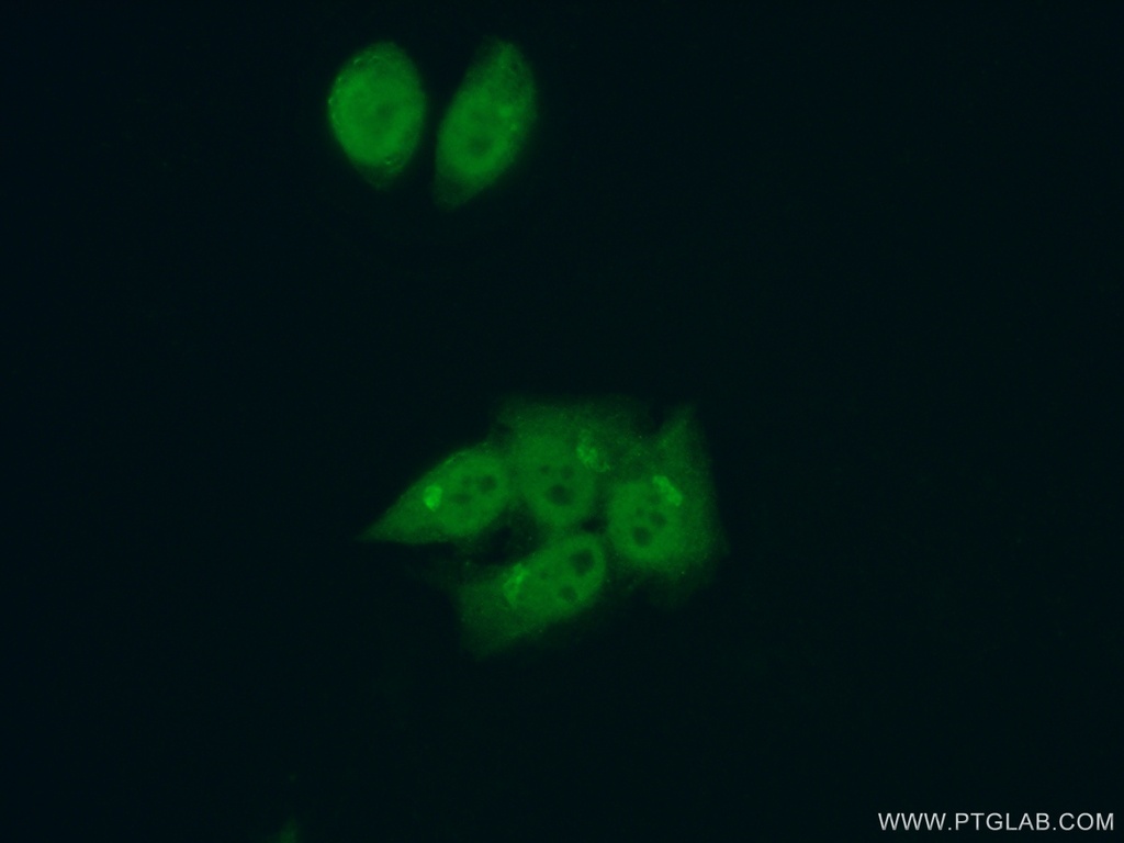 LARP7 Polyclonal antibody
