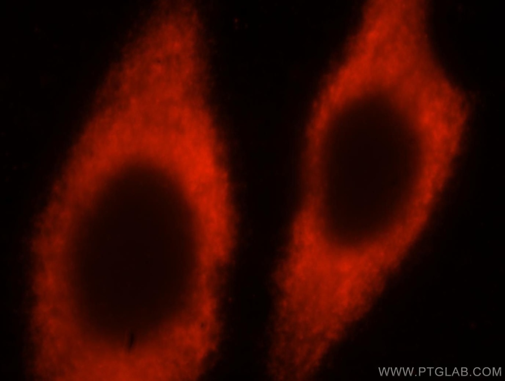 RPL24 Polyclonal antibody