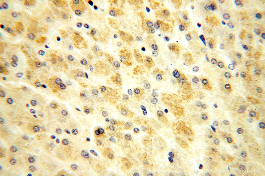 OGDHL Polyclonal antibody