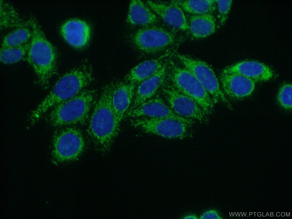YARS2 Polyclonal antibody